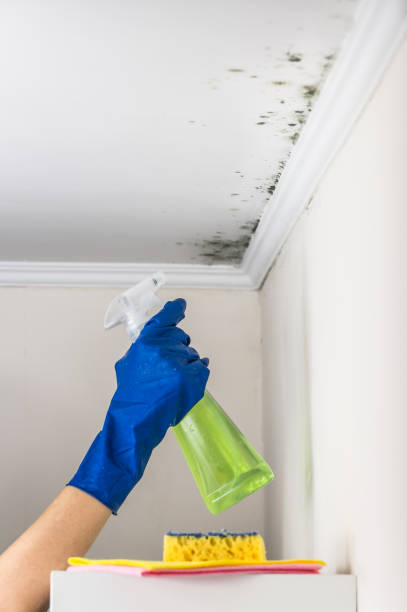 Why You Should Choose Our Mold Remediation Services in Premont, TX